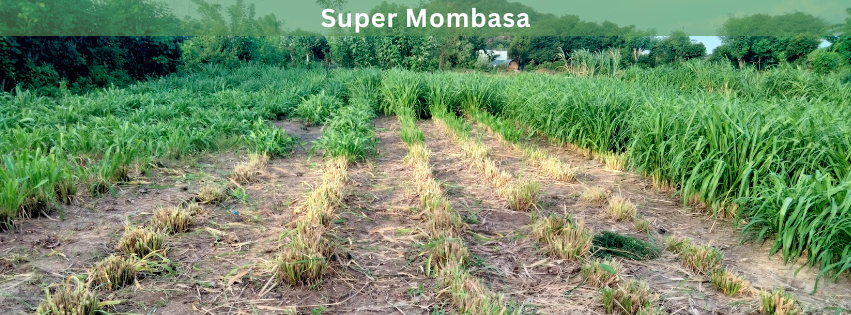 super mombasa