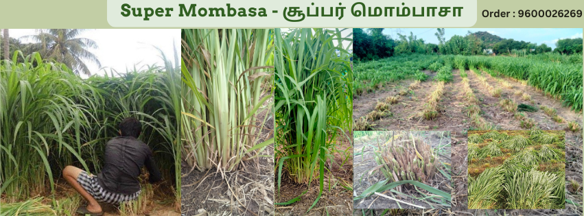 super mombasa